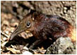 Golden-Rumped Elephant Shrew - Photo: Galen Rathbun