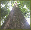Forest Tree - photo: KWS