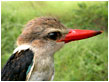 Mangrove Kingfisher - Photo: Nike Doggart