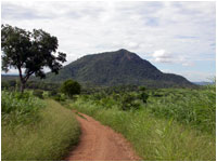 Msumbugwe - Photo: Andrew Perkin