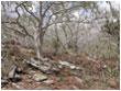 Vegetation at base of inselburg - Photo: Andy Perkin