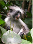 Zanzibar Red Colobus - Photo: Andrew Perkin