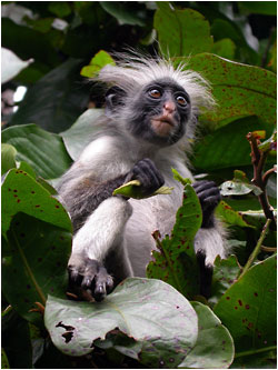 Red Colobus - Photo: Andrew Perkin