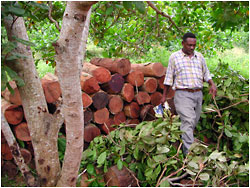 Rujifi Logs- Photo: ?