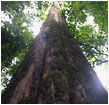 Forest Tree - KWS