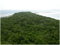 Zanzibar Coastal Thicket - Photo: Andrew Perkin